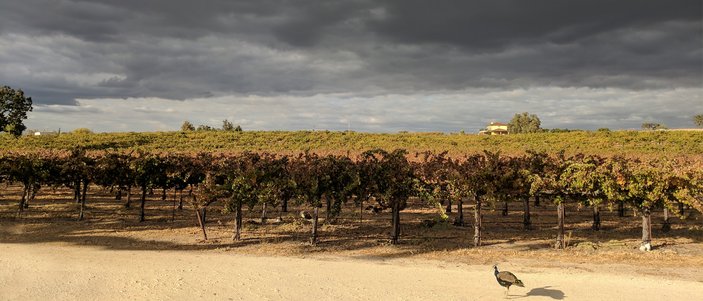 Mitchella Central Coast Vineyard